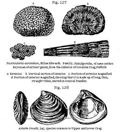 Fig. 127: Fascicularia aurantium, from the inferior or Coralline Crag,
Suffolk. Fig. 128: Astarte Omalii, species common to Upper and Lower Crag.