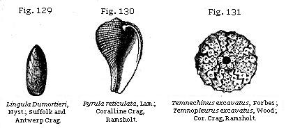 Fig. 129: Lingula Dumortieri. Fig. 130: Pyrula reticulata. Fig. 131:
Temnechinus excavatus.