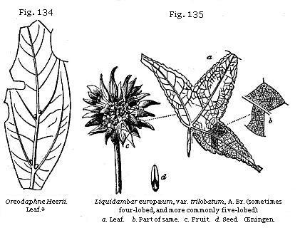 Fig. 134: Creodaphne
Heerii. Fig. 135: Liquidambar europæum, var. trilobatum