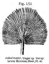Fig. 151: Sabal major