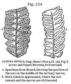 Fig. 154: Lastræa stiriaca.
