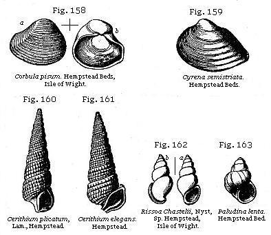 Fig. 158: Corbula pisum. Fig. 159: Cyrena semistriata. Fig. 160: Cerithium
plicatum. Fig. 161: Cerithium elegans. Fig. 162: Rissoa Chastelii. Fig. 163:
Paludina lenta.