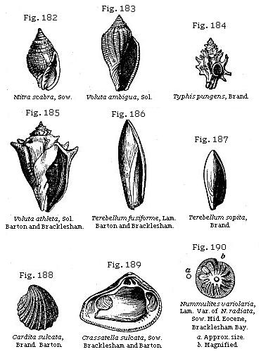Fig. 182: Mitra scabra, Fig. 183: Voluta ambigua, Fig. 184: Typhis pungens,
Fig. 185: Voluta athleta, Fig. 186: Terebellum fusiforme, Fig. 187: Terebellum
sopita, Fig. 188: Cardita sulcata, Fig. 189: Crassatella sulcata, Fig. 190:
Nummulites variolaria.