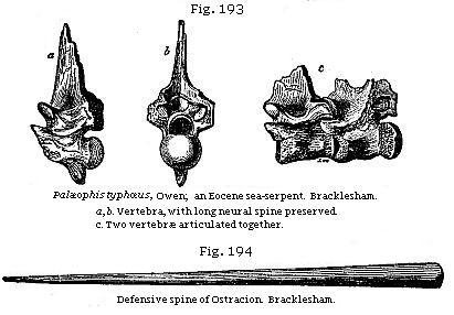 Fig. 193: Palæophis typhoeus, Owen; an Eocene sea-serpent, Fig. 194: Defensive
spine of Ostracion.