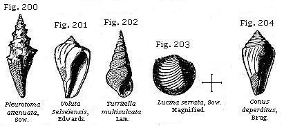 Fig. 200: Pleurotoma attenuata, Fig. 201: Voluta Selseïensis, Fig. 202:
Turritella multisulcata, Fig. 203: Lucina serrata, Fig. 204: Conus deperditus.