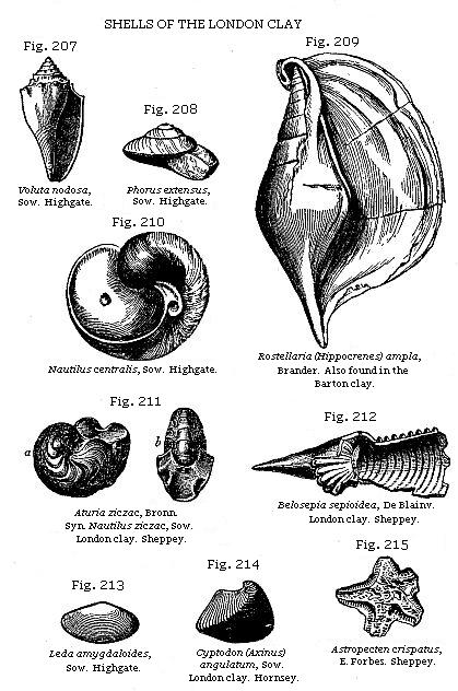 Fig. 207: Voluta nodosa, Fig. 208: Phorus extensus, Fig. 209: Rostellaria
(Hippocrenes) ampla, Fig. 210: Nautilus centralis, Fig. 211: Aturia ziczac,
Fig. 212: Belosepia sepioidea, Fig. 213: Leda amygdaloides, Fig. 214: Cyptodon
(Axinus) angulatum, Fig. 215: Astropecten crispatus.