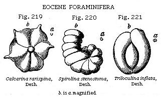Fig. 219: Calcarina rarispina, Fig. 220: Spirolina stenostoma, Fig. 221:
Triloculina inflata.