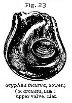 Fig. 23:
Gryphæa incurva.