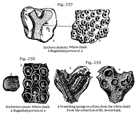 Fig. 257: Eschara disticha. White chalk. Fig. 258: Escharina oceani. White
chalk. Fig. 259: A branching sponge in a flint, from the white chalk.