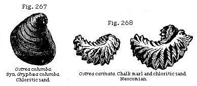 Fig. 267: Ostrea columba. Chloritic sand. Fig. 268: Ostrea carinata. Chalk
marl and chloritic sand.