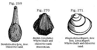 Fig. 269: Terebrirostra lyra. Chloritic sand. Fig. 270: Pecten 5-costatus.
White chalk and chloritic sand. Fig. 271: Plagiostoma Hoperi. White chalk and chloritic sand.