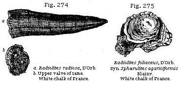 Fig. 274: Radiolites. White chalk of France. Fig. 275: Radiolites foliaceus.
White chalk of France.