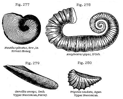 Fig. 277: Nautilus licatus. Fig. 278: Ancyloceras gigas. Fig. 279: Gervillia
anceps. Fig. 280: Trigonia caudata.