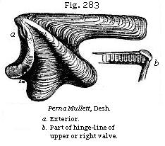Fig. 283: Perna mulleti.