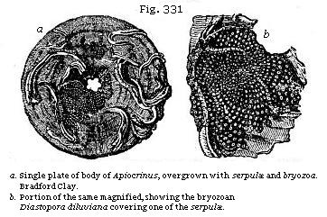 Fig. 331: a. Aingle plate of body of Apiocrinus, overgrown with serpulæ and
bryozoa; b. Portion of same magnified, showing the bryozoan Diastopora
diluviana covering one of the serpulæ.