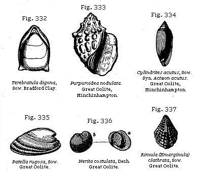 Fig. 332: Terebratula digona. Fig. 333: Purpuroidea nodulata. Fig. 334:
Cylindrites acutus. Fig. 335: Patella rugosa. Fig. 336: Nerita costulata.
Fig. 337: Rimula (Emarginula) clathrata.
