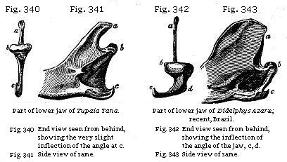 Fig. 340: Part of lower jaw of Tupaia Tana. Fig. 341: Side view of same. Fig.
342: Part of lower jaw of Didelphys Azaræ. Fig. 343: Side view of same. Fig.
344: Amphitherium Prevostii.
