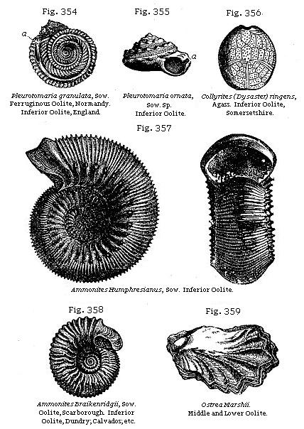 Fig. 354: Pleurotomaria granulata. Fig. 355: Pleurotomaria ornata. Fig. 356:
Collyrites (Dysaster) ringens. Fig. 357: Ammonites Humphresianus. Fig. 358:
Ammonites Braikenridgii. Fig. 359: Ostrea Marshii.