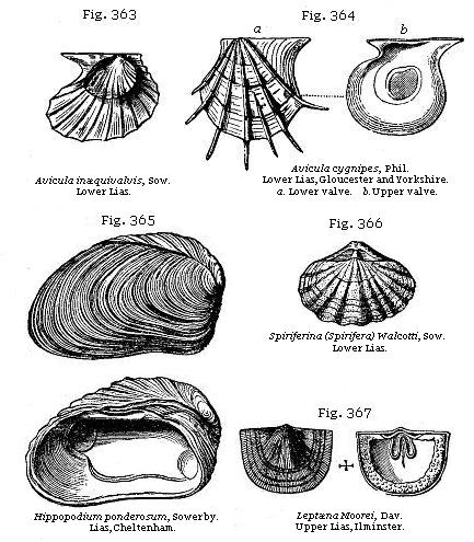Fig. 363: Avicula inæquivalvis. Fig. 364: Avicula cygnipes. Fig. 365:
Hippopodium ponderosum. Fig. 366: Spiriferina (Spirifera). Fig. 367: Leptæna Moorei.