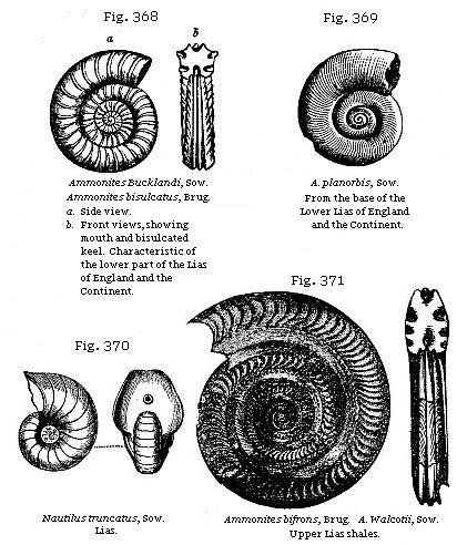 Fig. 368: Ammonites Bucklandi. Fig. 369: Ammonites planorbis. Fig. 370:
Nautilus truncatus. Fig. 371: Ammonites bifrons.