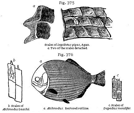 Fig. 375: Scales of Lepidotus gigas. Fig. 376: a. Scales of Æchmodus Leachii,
b. Æchmodus (restored outline), c. Scales of Dapedius monilifer.