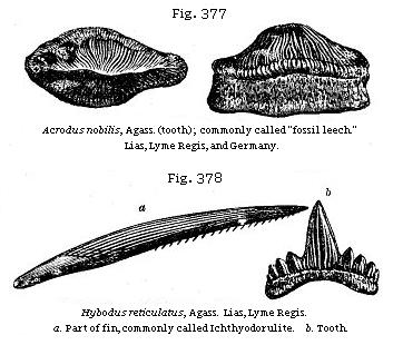 Fig. 377: Acrodus nobilis. Fig. 378: Hybodus reticulatus, a. Part of fin,
commonly called Ichthyodorylite, b. Tooth.
