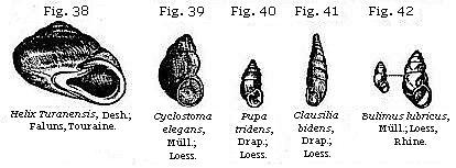 Fig. 38: Helix Turomensis. Fig. 39: Cyclostoma elegans. Fig. 40: Pupa tridens.
Fig. 41: Clausilia bidens. Fig. 42: Bulimus lubricus.