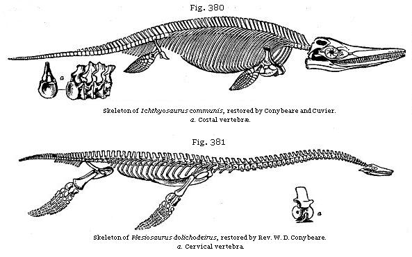 Fig. 380: Skeleton of Ichthyosaurus communis, restored by Conybeare and
Cuvier. Fig. 381: Skeleton of Plesiosaurus dolichodeirus, restored by Rev.
W. D. Conybeare.