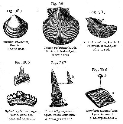 Fig. 383: Cardium rhæticum. Fig. 384: Pecten Valoniensis. Fig. 385: Avicula
contorta. Fig. 386: Hybodus plica ilis. Fig. 387: Saurichthys apicalis. Fig.
388: Gyrolepsis tenuistriatus.
