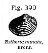 Fig. 390: Estheria minuta.