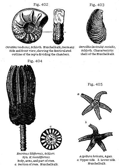 Fig. 402: Ceratites nodosus. Fig. 403: Gervillia (Avicula) socialis. Fig. 404:
Enerinus liliiformis. Fig. 405: Aspidura loricata.