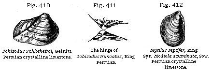 Fig. 410: Schidozus Schlotheimi, Permian crystalline limestone. Fig. 411: The
hinge of Schizodus truncatus, Permian. Fig. 412: Mytilus septifer, Permian
crystalline limestone.