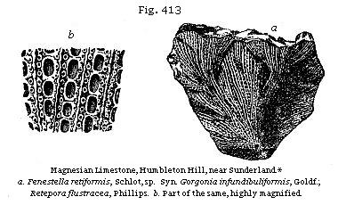 Fig. 413: Magnesian
Limestone.