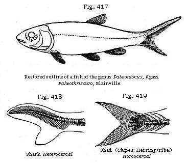 Fig. 417: Restored outline of a fish of the genus Palæoniscus. Fig. 418:
Shark, Heterocercal. Fig. 419: Shad. (Clupea. Herring tribe.) Homocereal.