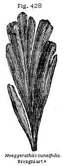 Fig. 428:
Noeggerathia cuneifolia.