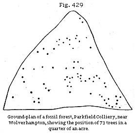 Fig. 429: Ground plan of fossil forest, Parkfield Colliery, near
Wolverhampton, showing the position of 73 trees in a quarter of an ace.