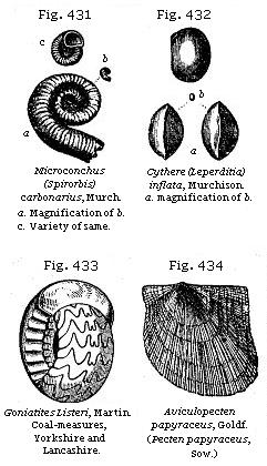 Fig. 431: Microconchus (Spirorbis) carbonarius. Fig. 432: Cythere (Leperditia)
inflata. Fig. 433: Goniatites Listeri. Fig. 434: Aviculopecten papyraceus.
