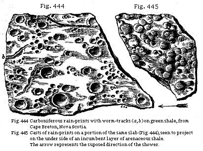 Fig. 444: Carboniferous rain-prints with worm tracks on green shale, from Cape
Breton, Nova Scotia. Fig. 445: Casts of rain-prints on a portion of the same
slab (Fig. 444), seen to project on the underside of an incumbent layer of
arenaceous shale.