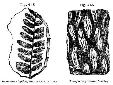 Fig. 448: Pecopteris
elliptica. Fig. 449: Caulopteris primæva.