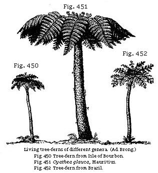 Living tree-ferns of different genera. Fig. 450: Tree-fern from Isle of
Bourbon. Fig. 451: Cyathea glauca, Mauritius. Fig. 452: Tree-fern from Brazil.