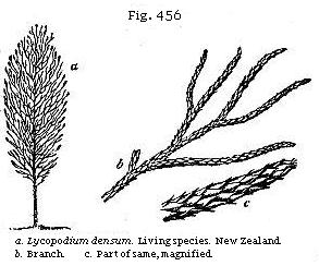 Fig. 456: a. Lycopodium densum. Living species, New Zealand; b. Branch; c.
Part of same, magnified.
