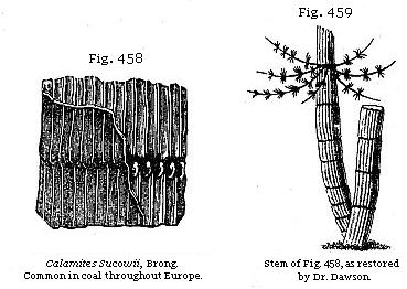 Fig. 458: Calamites Sucowii, common throughout Europe. Fig. 459: Stem of Fig.
458, as retored by Dr. Dawson.