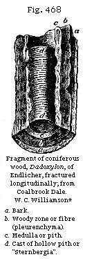 Fig. 468: Fragment
of coniferous wood.