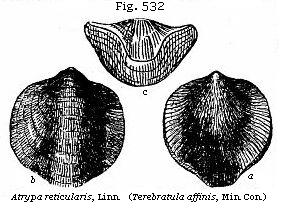 Fig. 532: Atrypa reticularis.