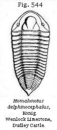 Fig. 544: Homalonotus delphinocephalus.
