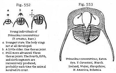 Fig. 552: Young individuals of Trinucleus concentricus. Fig. 553: Trinucleus concentricus.