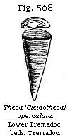 Fig. 568: Theca (Cleidotheca operculata.