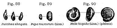 Fig. 88: Succinea
elongata; Fig. 89: Pupa muscorum (Linn.); Fig. 90: Helix hispida (Linn.)
(plebia).