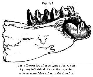 Fig. 91: Part of a
lower jaw of Macropus atlas.