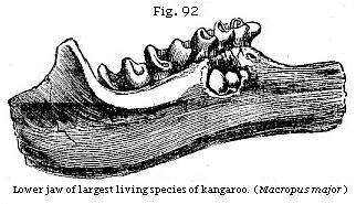 Fig. 92: Lower jaw of
largest living species of kangaroo.